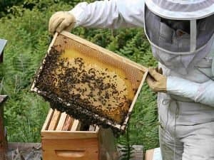 Beekeeping at Agimont