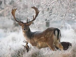 Deer in nature at Agimont