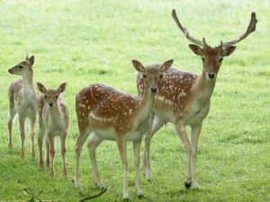 Deer at Agimont