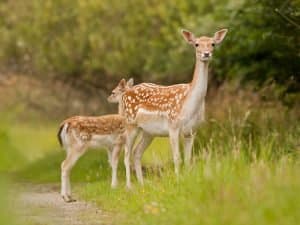 Deer at Agimont