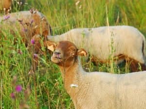 Sheep at Agimont